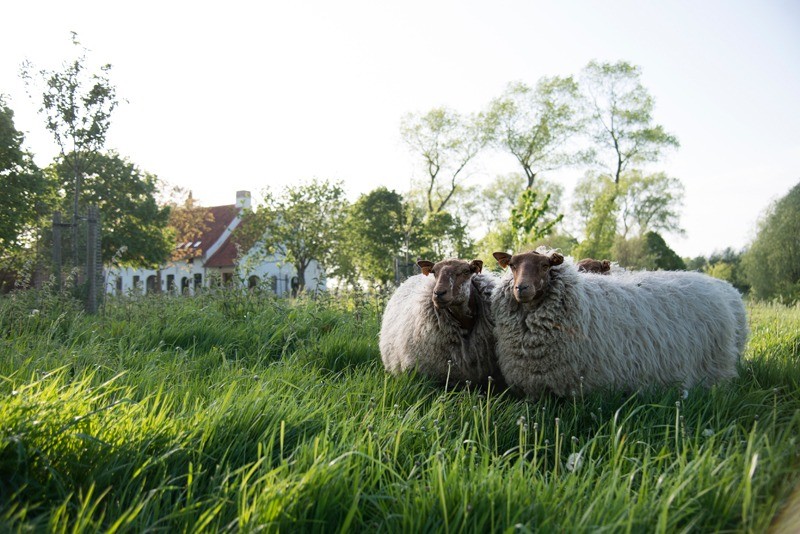 De Grote Wateringe