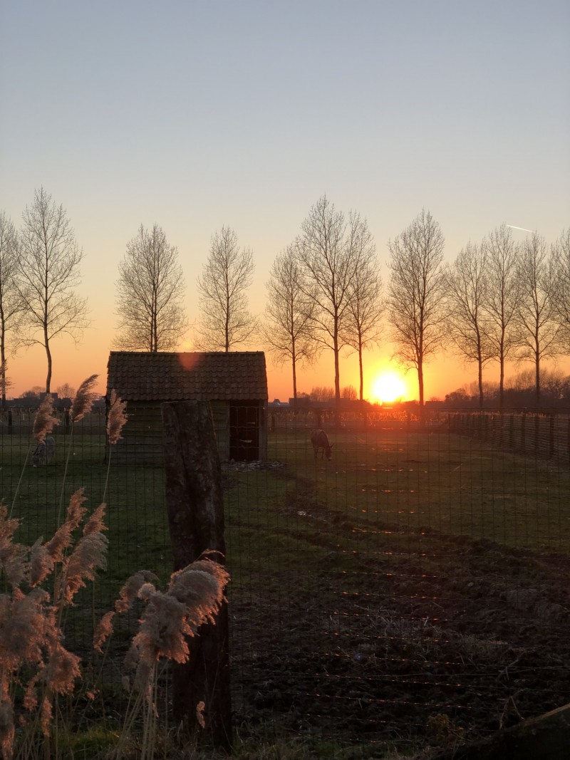 Hove ter Hille