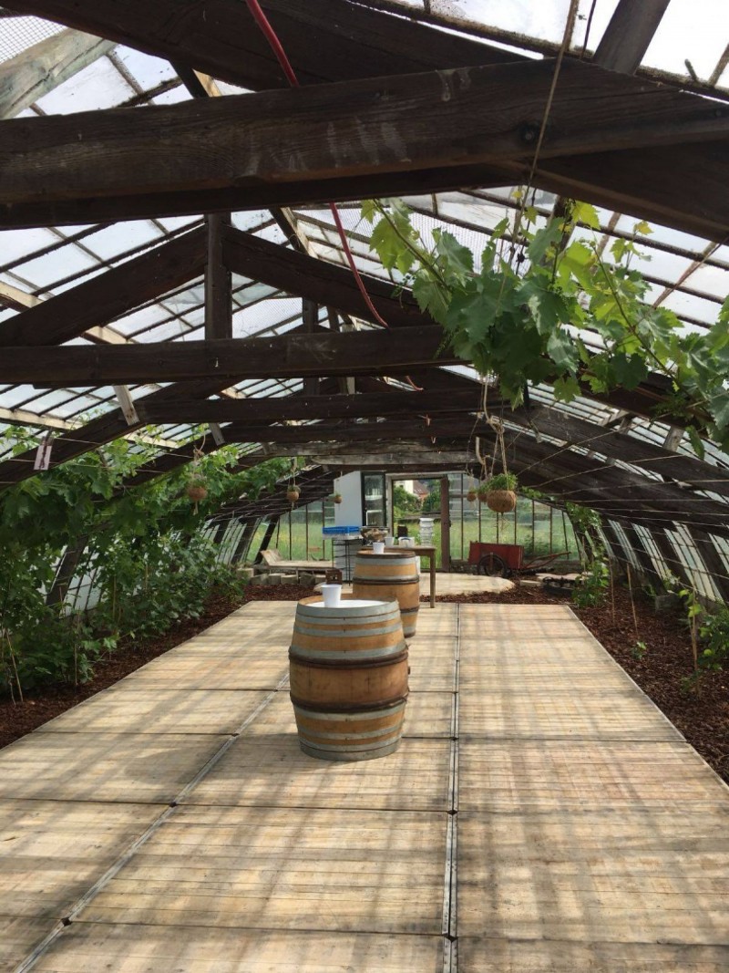 The Vinyard
